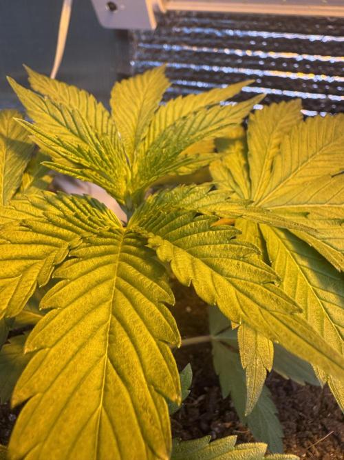 The grow show. Week 3 - Fimming Jamie and Olivia