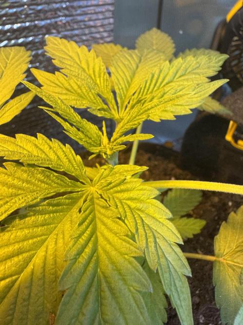 The grow show. Week 3 - Same