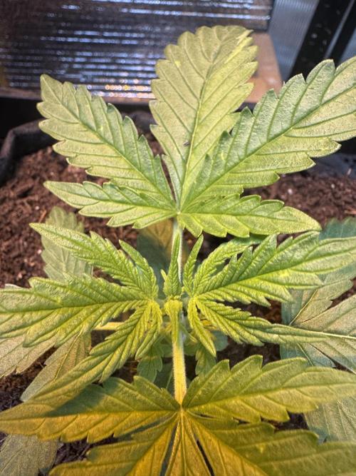 The grow show. Week 3