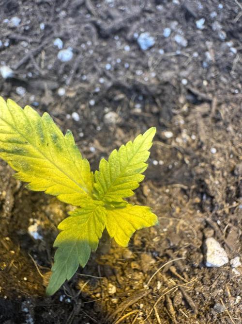 The grow show. Week 3 - Chin’s pot took an upend and I’m trying to rescue