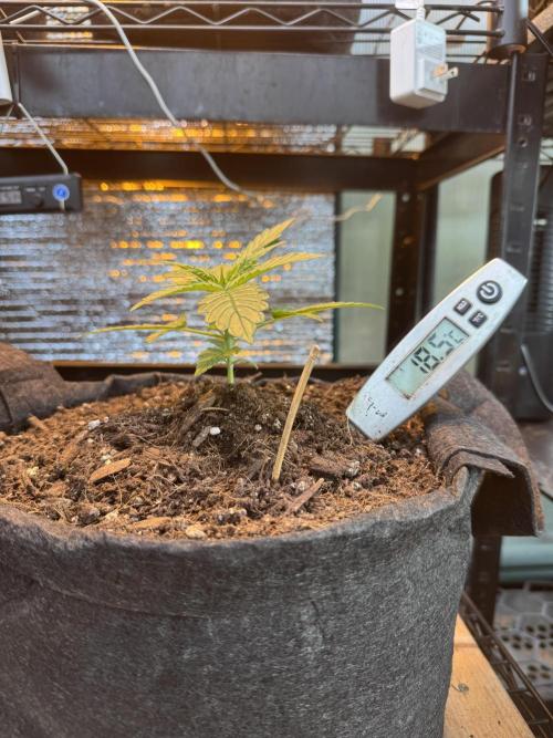 The grow show. Week 3 - Root bed temp