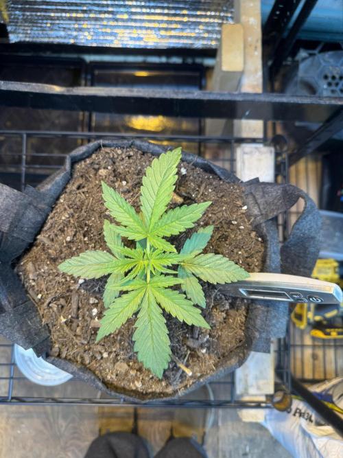 The grow show. Week 3 - Birds eye