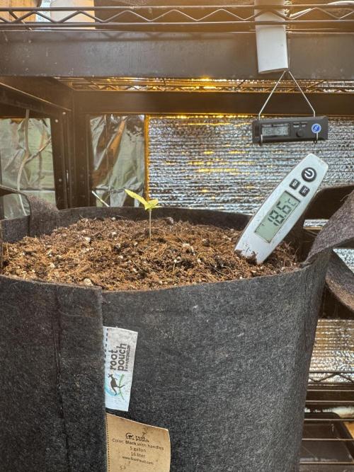 The grow show. Week 3