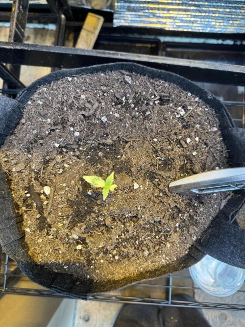 The grow show. Week 3