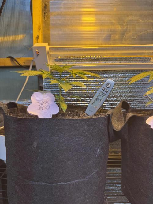 The grow show. Week 3