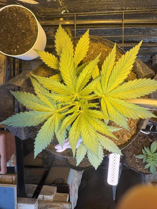 The grow show. Week 3