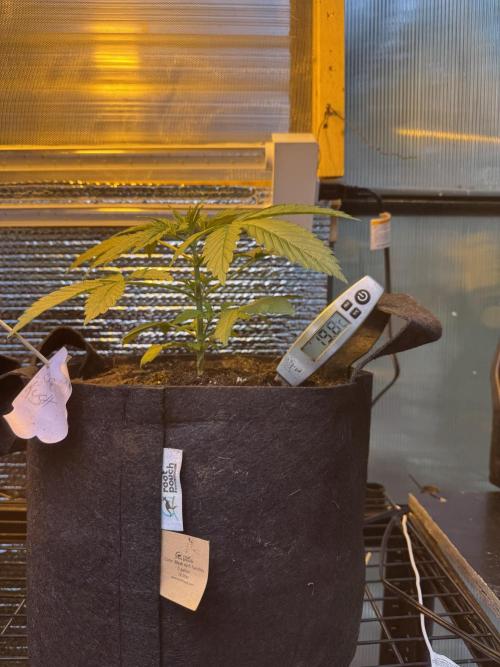 The grow show. Week 3