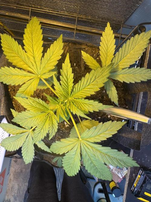 The grow show. Week 3