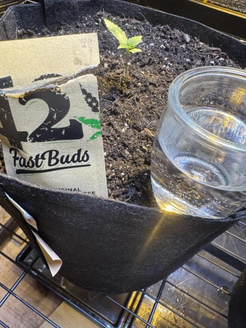 The grow show. Week 3 - Decided to start another 