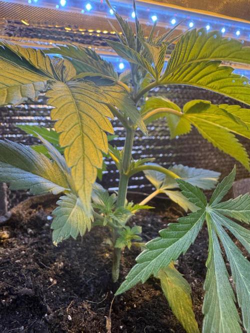 The grow show. Week 3