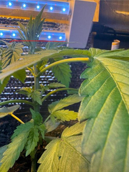 The grow show. Week 3