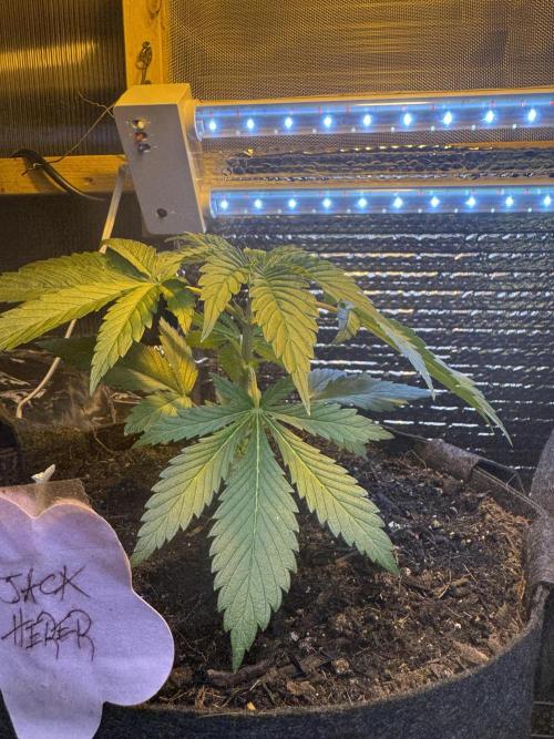 The grow show. Week 3