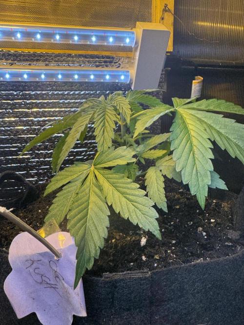 The grow show. Week 3