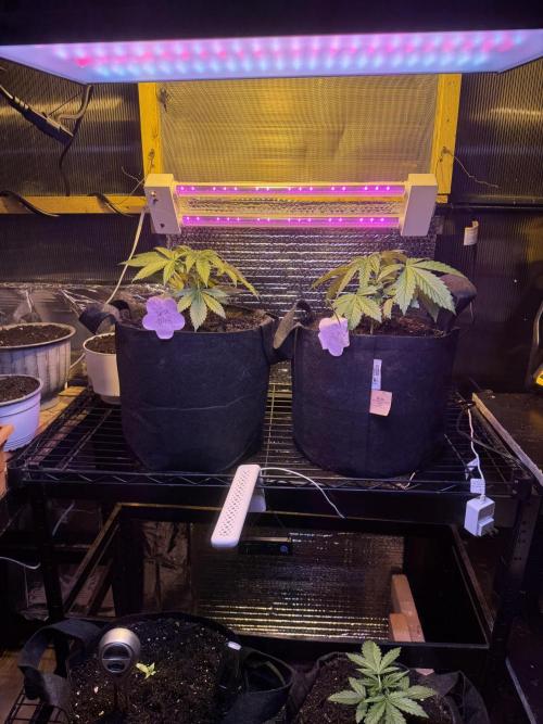 The grow show. Week 3