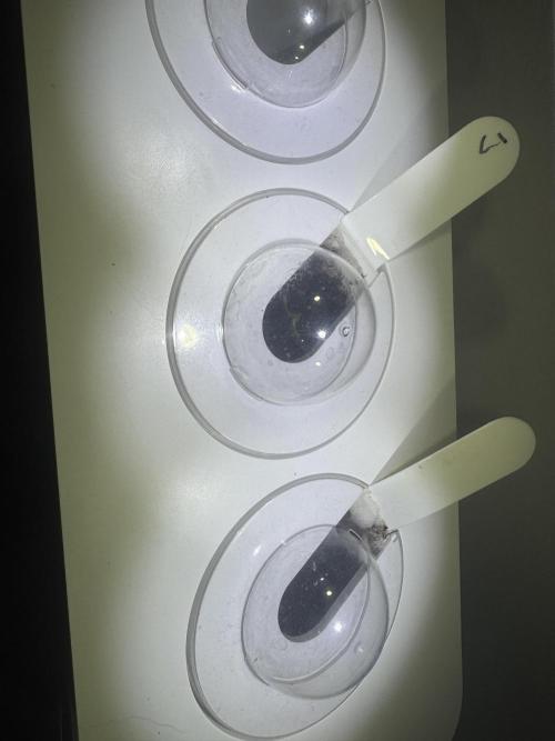 The grow show. Week 3