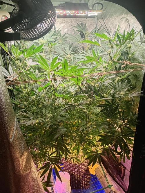 Green Gelato 💚 foto.. Week 13