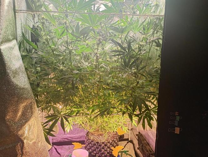 Green Gelato 💚 foto.. Week 13