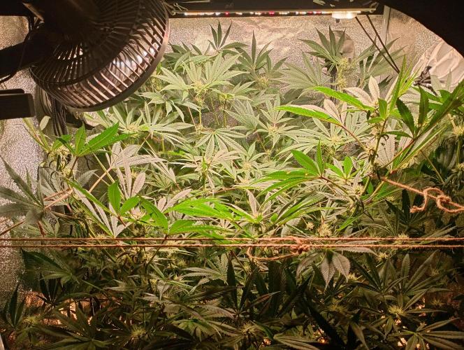 Green Gelato 💚 foto.. Week 13