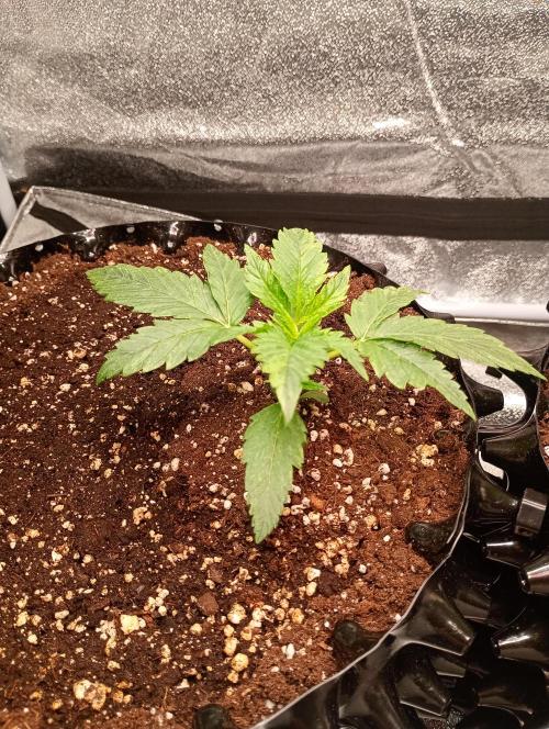 RQS vs Barney's (Auto). Week 3