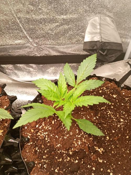 RQS vs Barney's (Auto). Week 3