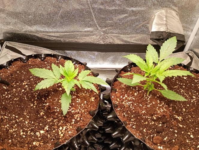 RQS vs Barney's (Auto). Week 3