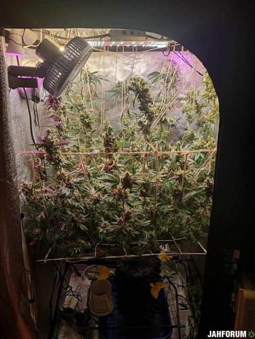 Green Gelato 💚 foto.. Week 19