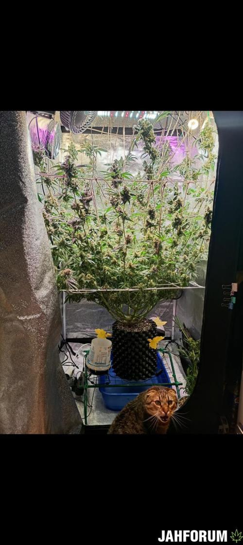 Green Gelato 💚 foto.. Week 19