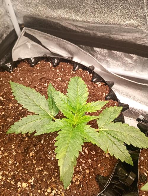 RQS vs Barney's (Auto). Week 3