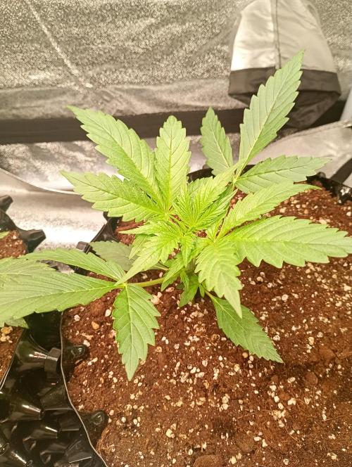 RQS vs Barney's (Auto). Week 3