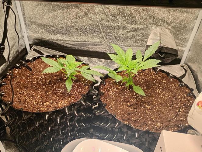 RQS vs Barney's (Auto). Week 3