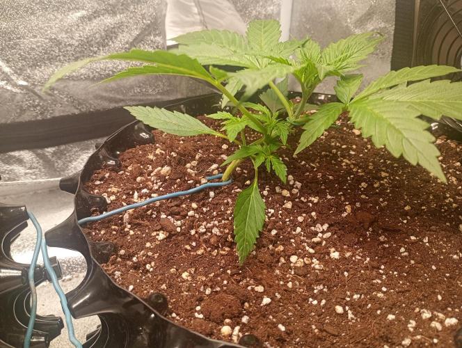 RQS vs Barney's (Auto). Week 3