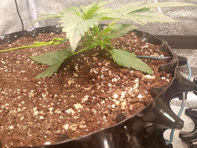 RQS vs Barney's (Auto). Week 3