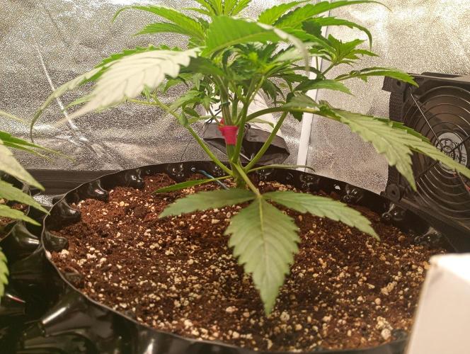 RQS vs Barney's (Auto). Week 4