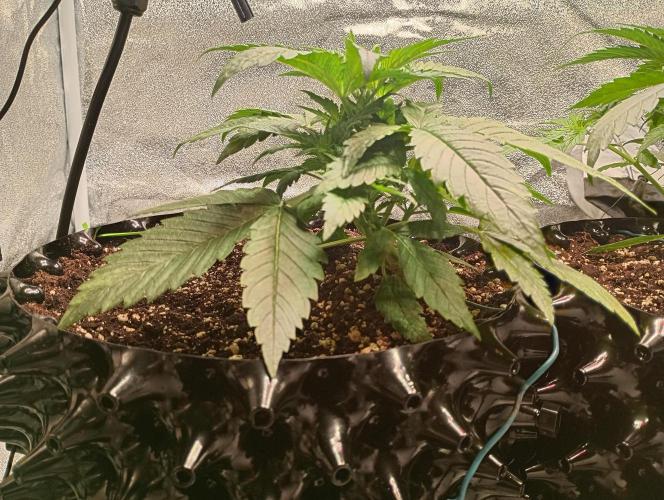 RQS vs Barney's (Auto). Week 4