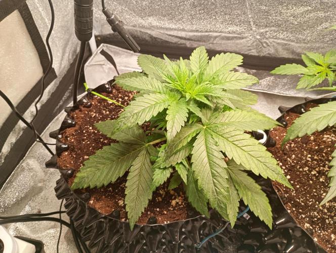 RQS vs Barney's (Auto). Week 4