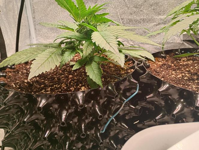 RQS vs Barney's (Auto). Week 4