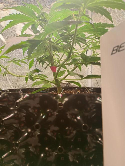 RQS vs Barney's (Auto). Week 4