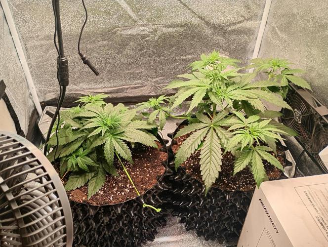 RQS vs Barney's (Auto). Week 4