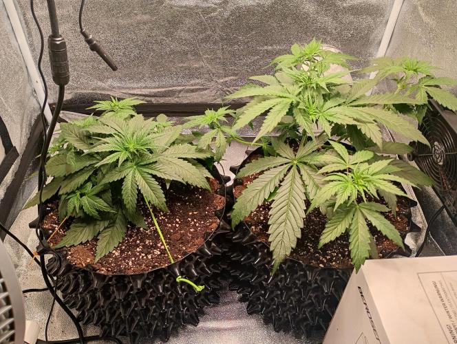 RQS vs Barney's (Auto). Week 4