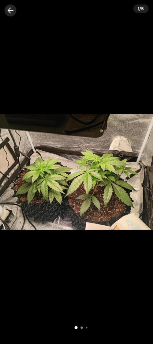 RQS vs Barney's (Auto). Week 4