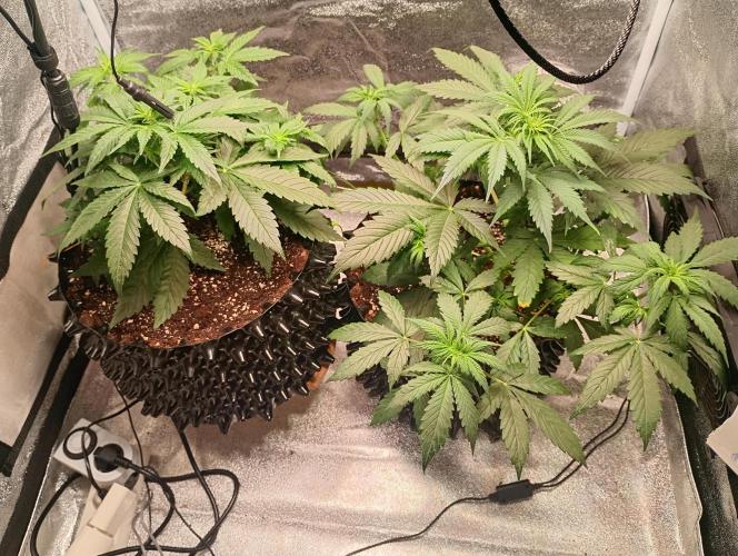 RQS vs Barney's (Auto). Week 4