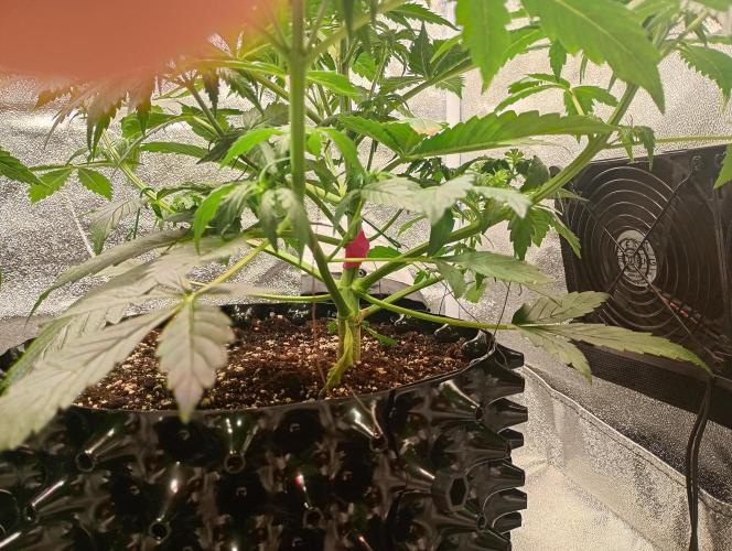 RQS vs Barney's (Auto). Week 4
