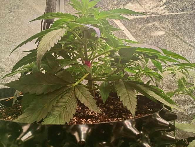 RQS vs Barney's (Auto). Week 4