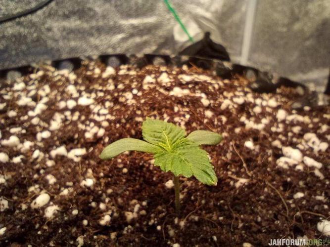 Green Gelato 💚 foto.. Week 2