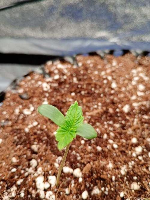 Green Gelato 💚 foto.. Week 2