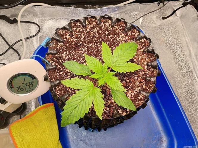 Green Gelato 💚 foto.. Week 2
