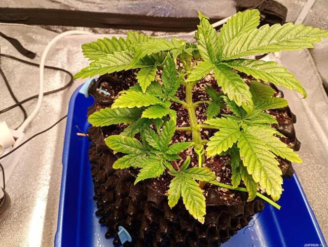 Green Gelato 💚 foto.. Week 4