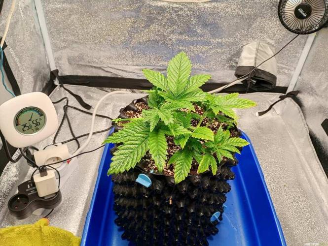 Green Gelato 💚 foto.. Week 4