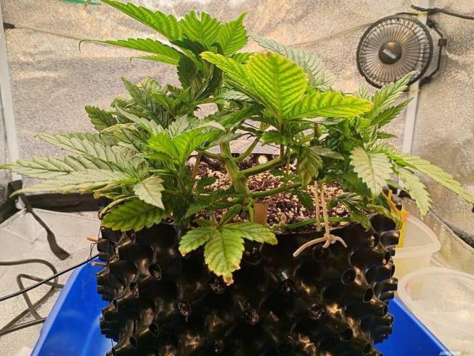 Green Gelato 💚 foto.. Week 4