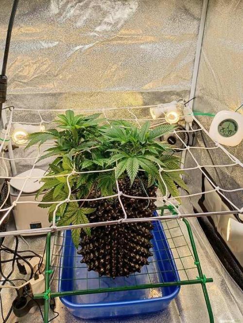 Green Gelato 💚 foto.. Week 5